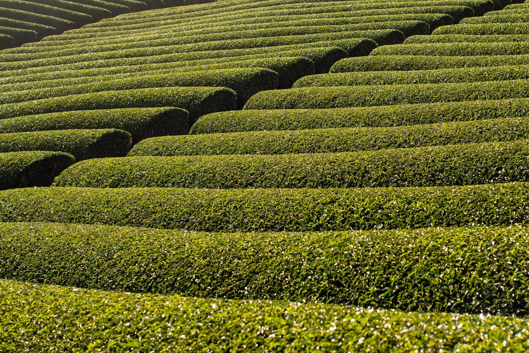 山あいに広がる茶畑の畝