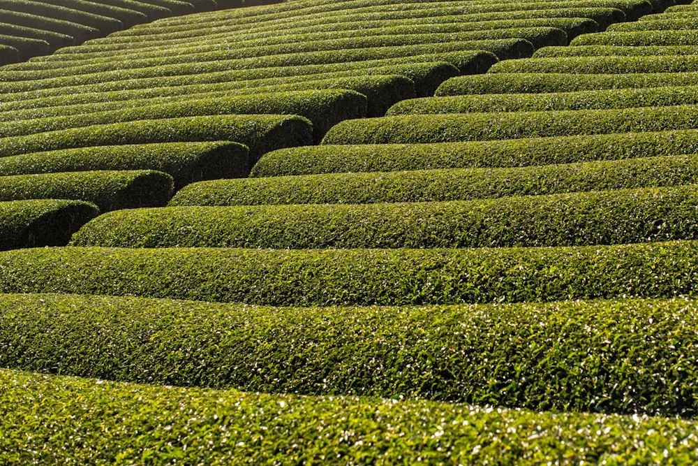 山あいに広がる茶畑の畝